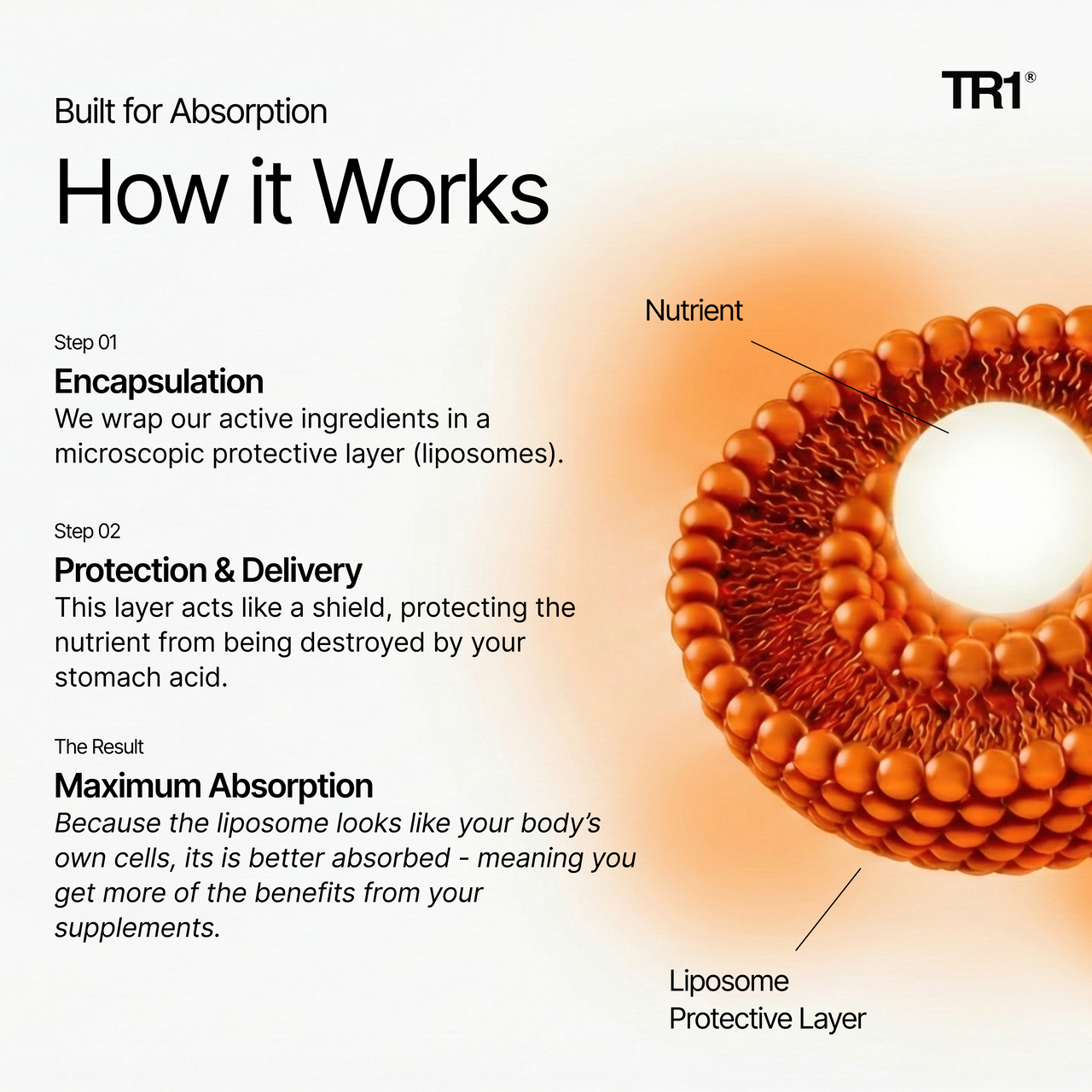 Diagram explaining the encapsulation process of active ingredients in liposomes for maximum absorption, with TR1 branding.