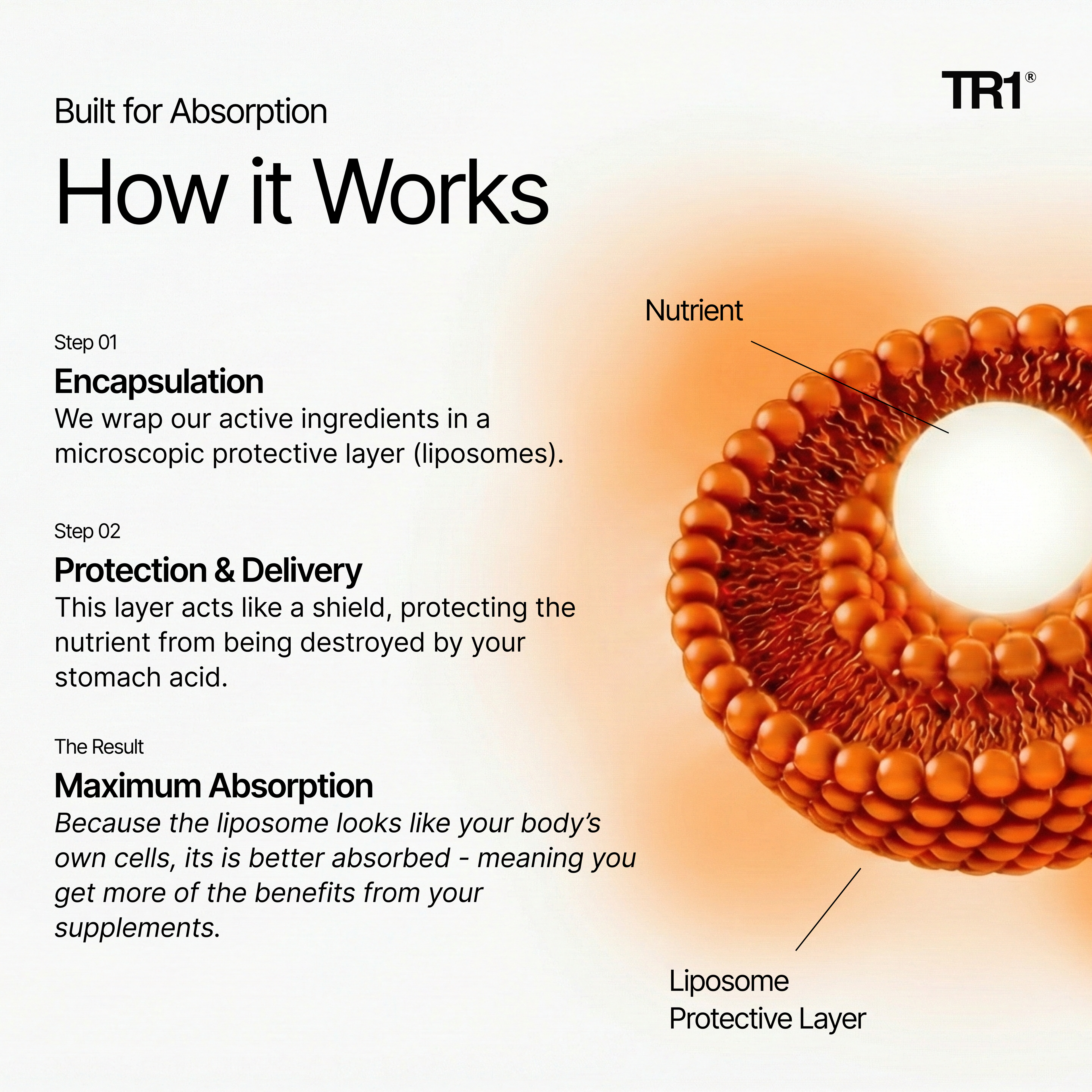 Diagram explaining the encapsulation process of active ingredients in liposomes for maximum absorption, with TR1 branding.